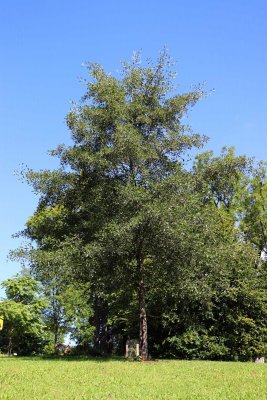 Alnus glutinosa 'Laciniata' - olše lepkavá - celek (82)